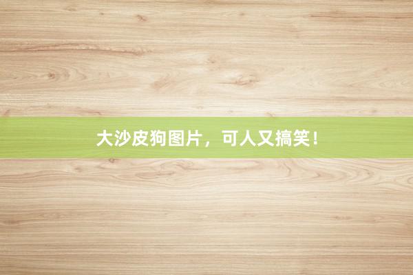 大沙皮狗图片，可人又搞笑！